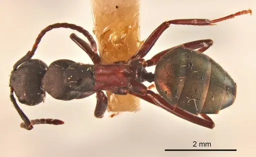 Camponotus chalceoides specimen ANTWEB1008142 image antweb1008142_1