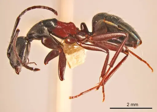 Camponotus chalceoides specimen ANTWEB1008142 image antweb1008142_2