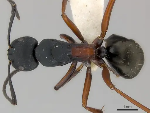 Camponotus chalceus specimen CASENT0217623 image casent0217623_1