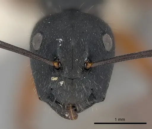 Camponotus chalceus specimen CASENT0217623 image casent0217623_2