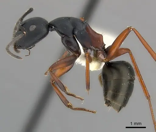 Camponotus chalceus specimen CASENT0217623 image casent0217623_3