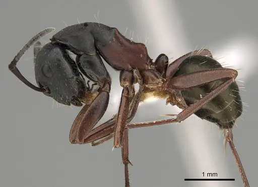 Camponotus chalceus specimen CASENT0887655 image casent0887655_1