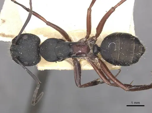 Camponotus chalceus specimen CASENT0910366 image casent0910366_1