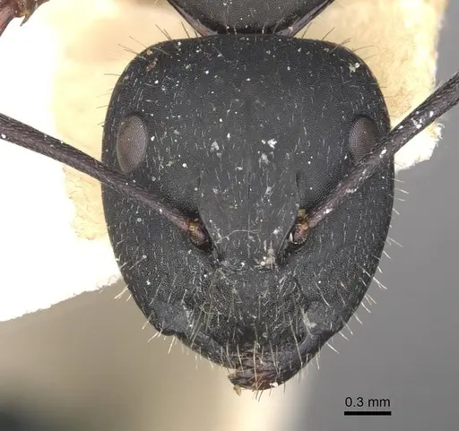 Camponotus chalceus specimen CASENT0910366 image casent0910366_2