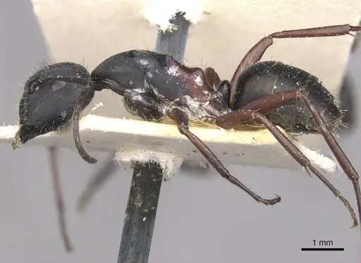 Camponotus chalceus specimen CASENT0910366 image casent0910366_3