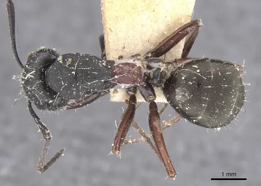 Camponotus chalceus specimen CASENT0911753 image casent0911753_1