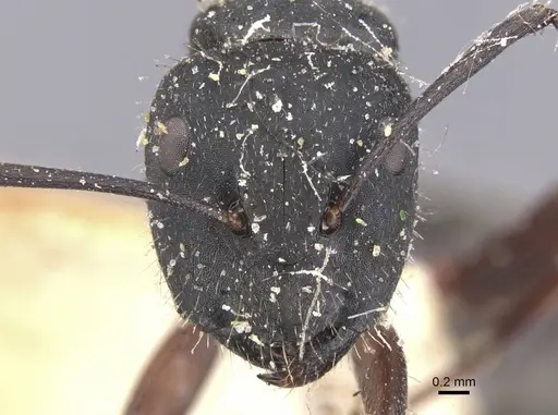Camponotus chalceus specimen CASENT0911753 image casent0911753_2