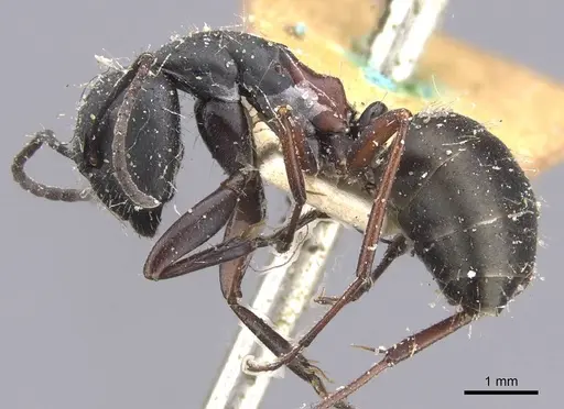 Camponotus chalceus specimen CASENT0911753 image casent0911753_3