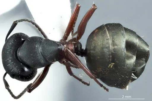 Camponotus chalceus specimen JDM32-000957 image jdm32-000957_1