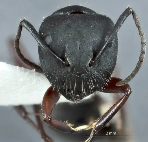 Camponotus chalceus specimen JDM32-000957 image jdm32-000957_2