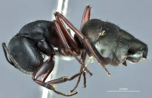 Camponotus chalceus specimen JDM32-000957 image jdm32-000957_3