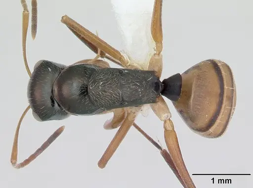 Camponotus championi specimen CASENT0173556 image casent0173556_1