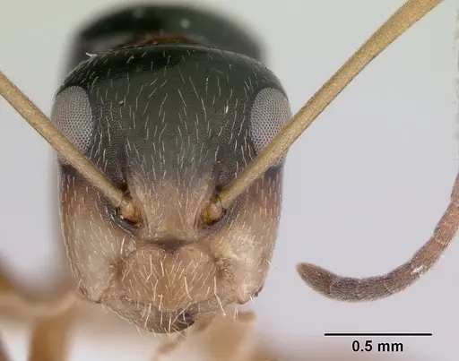 Camponotus championi specimen CASENT0173556 image casent0173556_2