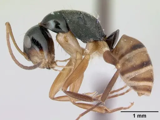 Camponotus championi specimen CASENT0173556 image casent0173556_3