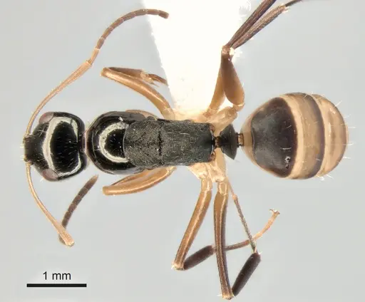 Camponotus championi specimen CASENT0843457 image casent0843457_1