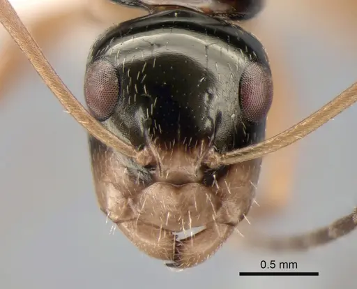 Camponotus championi specimen CASENT0843457 image casent0843457_2