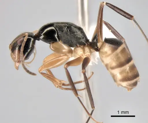 Camponotus championi specimen CASENT0843457 image casent0843457_3