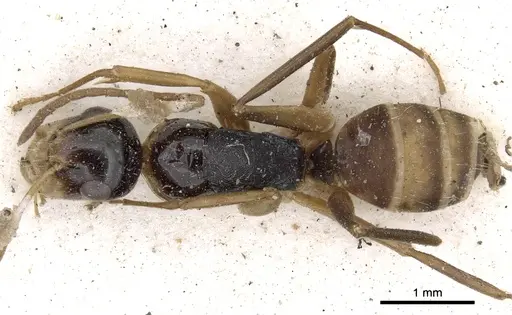 Camponotus championi specimen CASENT0903640 image casent0903640_1