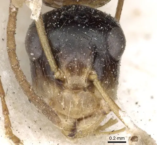 Camponotus championi specimen CASENT0903640 image casent0903640_2