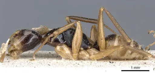 Camponotus championi specimen CASENT0903640 image casent0903640_3