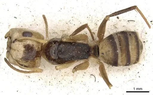 Camponotus championi specimen CASENT0903641 image casent0903641_1