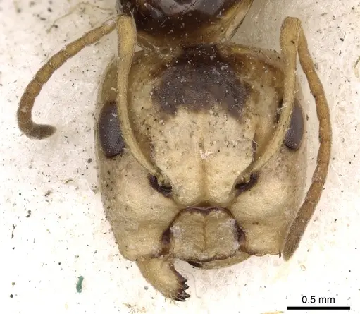 Camponotus championi specimen CASENT0903641 image casent0903641_2
