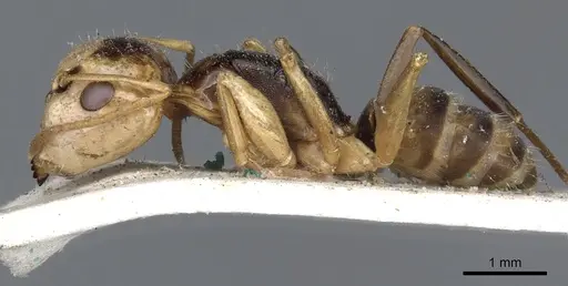 Camponotus championi specimen CASENT0903641 image casent0903641_3