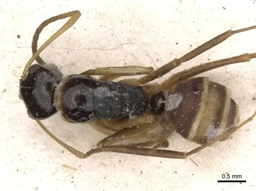 Camponotus championi specimen CASENT0910726 image casent0910726_1