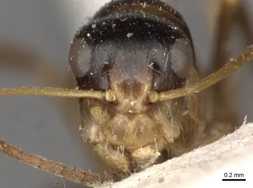 Camponotus championi specimen CASENT0910726 image casent0910726_2