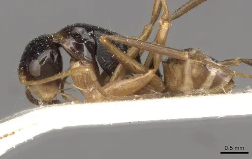 Camponotus championi specimen CASENT0910726 image casent0910726_3