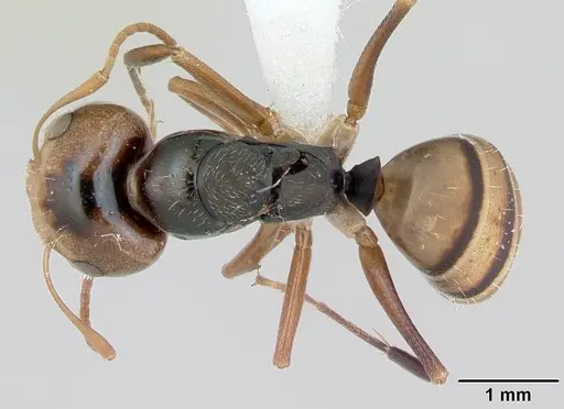 Camponotus championi specimen INB0003207616 image inb0003207616_1