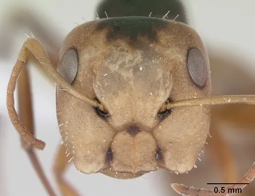 Camponotus championi specimen INB0003207616 image inb0003207616_2