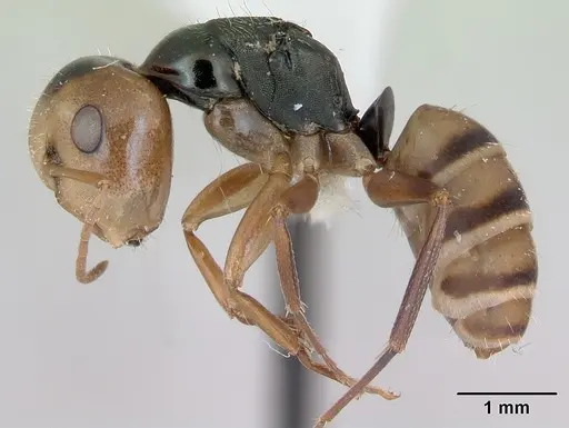 Camponotus championi specimen INB0003207616 image inb0003207616_3