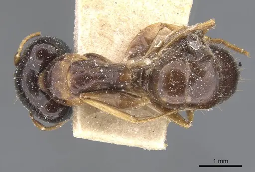 Camponotus chapini specimen CASENT0911658 image casent0911658_1