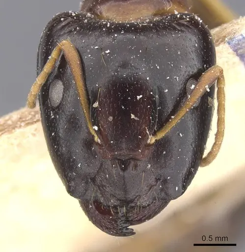 Camponotus chapini specimen CASENT0911658 image casent0911658_2