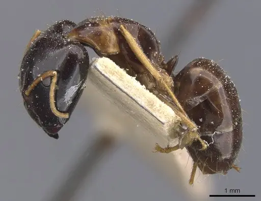 Camponotus chapini specimen CASENT0911658 image casent0911658_3