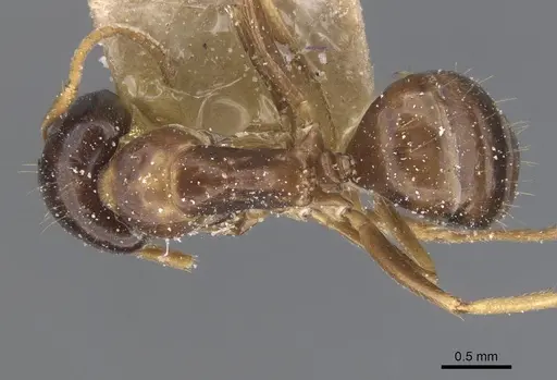 Camponotus chapini specimen CASENT0911659 image casent0911659_1