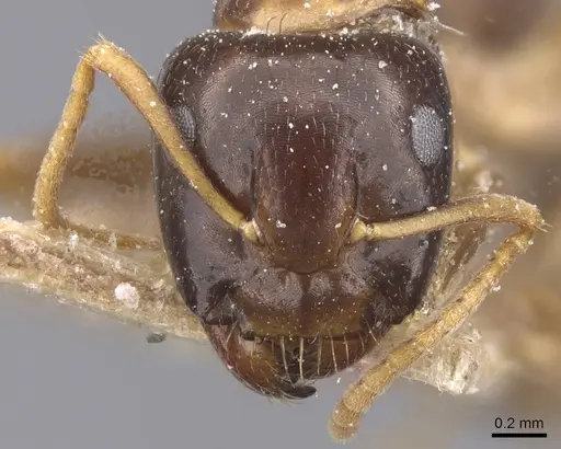 Camponotus chapini specimen CASENT0911659 image casent0911659_2