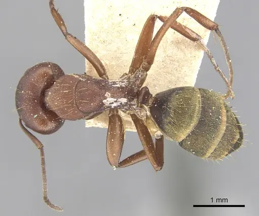 Camponotus chazaliei specimen CASENT0903614 image casent0903614_1
