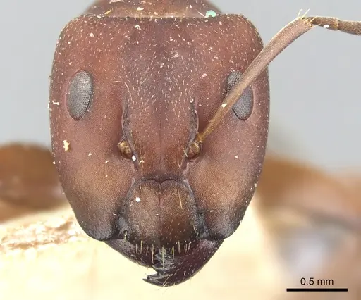 Camponotus chazaliei specimen CASENT0903614 image casent0903614_2