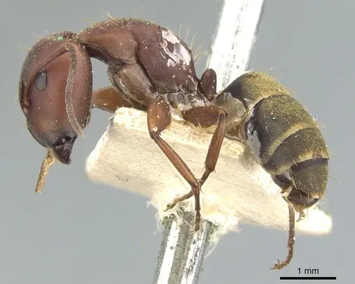 Camponotus chazaliei specimen CASENT0903614 image casent0903614_3