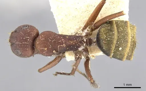 Camponotus chazaliei specimen CASENT0903615 image casent0903615_1