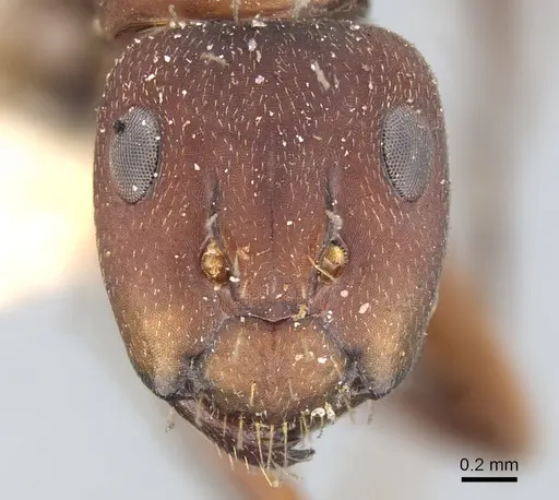 Camponotus chazaliei specimen CASENT0903615 image casent0903615_2