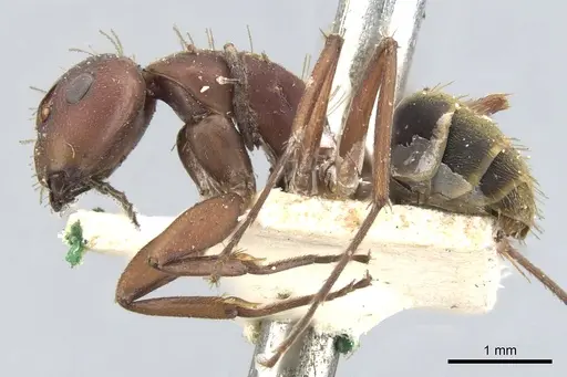 Camponotus chazaliei specimen CASENT0903615 image casent0903615_3