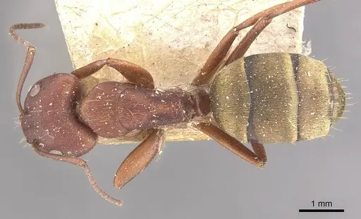 Camponotus chazaliei specimen CASENT0910635 image casent0910635_1