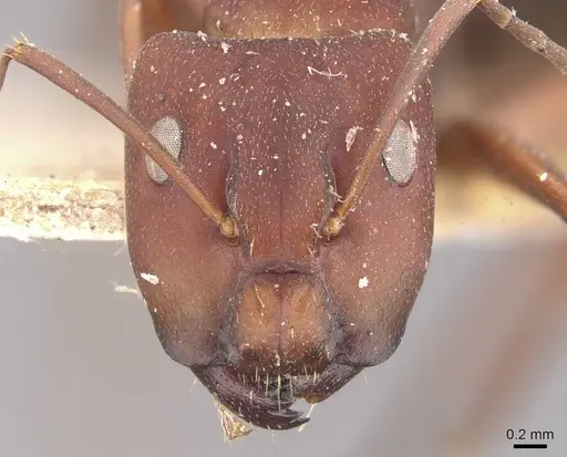 Camponotus chazaliei specimen CASENT0910635 image casent0910635_2