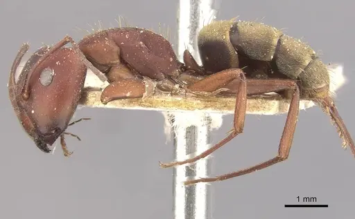 Camponotus chazaliei specimen CASENT0910635 image casent0910635_3