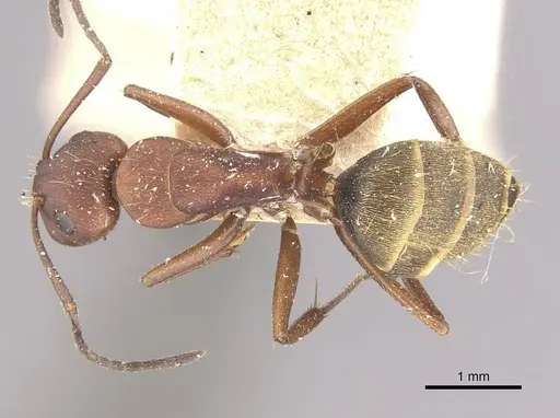 Camponotus chazaliei specimen CASENT0910636 image casent0910636_1