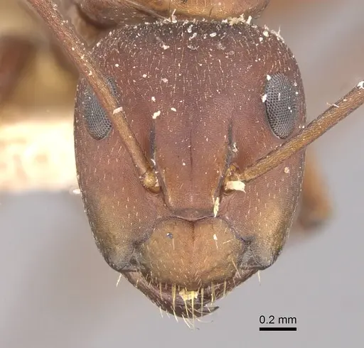 Camponotus chazaliei specimen CASENT0910636 image casent0910636_2
