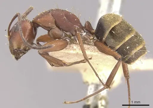 Camponotus chazaliei specimen CASENT0910636 image casent0910636_3